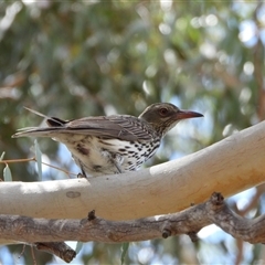 Oriolus sagittatus at Tharwa, ACT - 30 Nov 2025 by LineMarie