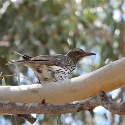 Oriolus sagittatus at Tharwa, ACT - 30 Nov 2025 by LineMarie