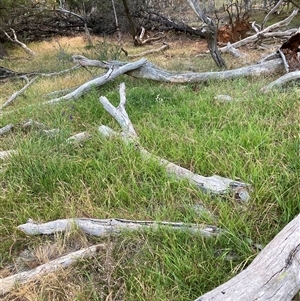 Microlaena stipoides (Weeping Grass) at Watson, ACT - 29 Nov 2025 by waltraud