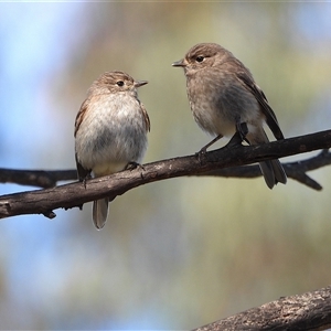 Petroica phoenicea at Tharwa, ACT - Yesterday by LineMarie