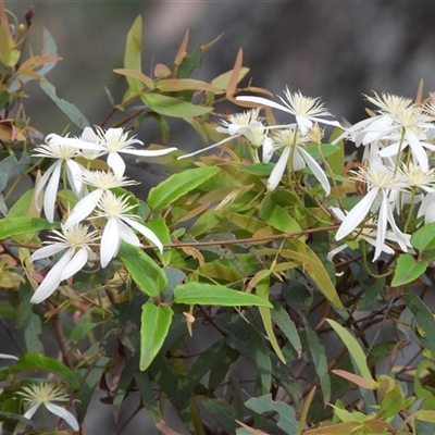 Unverified Climber or Mistletoe at Tharwa, ACT - 30 Nov 2025 by LineMarie