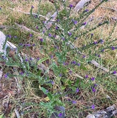 Echium plantagineum (Paterson's Curse) at Watson, ACT - 29 Nov 2025 by waltraud