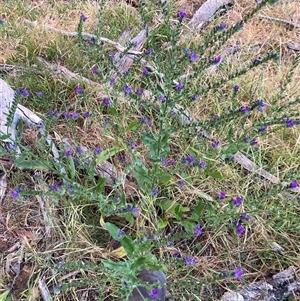 Echium plantagineum at Watson, ACT - 29 Nov 2025 by waltraud