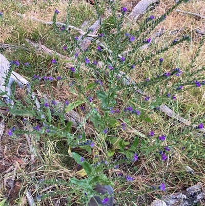 Echium plantagineum (Paterson's Curse) at Watson, ACT - 29 Nov 2025 by waltraud