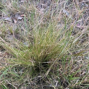 Nassella trichotoma (Serrated Tussock) at Watson, ACT - 29 Nov 2025 by waltraud