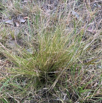 Nassella trichotoma (Serrated Tussock) at Watson, ACT - 29 Nov 2025 by waltraud