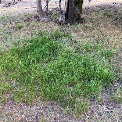 Microlaena stipoides (Weeping Grass) at Watson, ACT - 29 Nov 2025 by waltraud