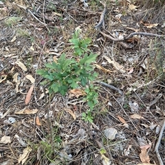 Crataegus monogyna (Hawthorn) at Watson, ACT - 29 Nov 2025 by waltraud