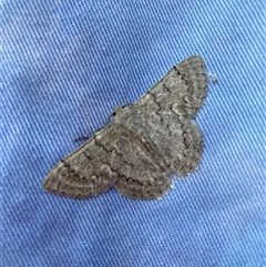 Crypsiphona ocultaria (Red-lined Looper Moth) at Hackett, ACT - 30 Nov 2025 by waltraud