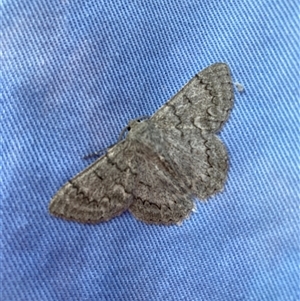 Crypsiphona ocultaria at Hackett, ACT - Yesterday by waltraud