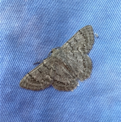 Crypsiphona ocultaria (Red-lined Looper Moth) at Hackett, ACT - 30 Nov 2025 by waltraud