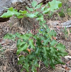 Berberis aquifolium (Oregon Grape) at Hackett, ACT - 30 Nov 2025 by waltraud