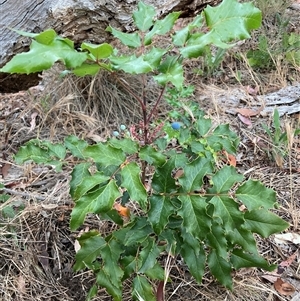 Berberis aquifolium (Oregon Grape) at Hackett, ACT - Yesterday by waltraud