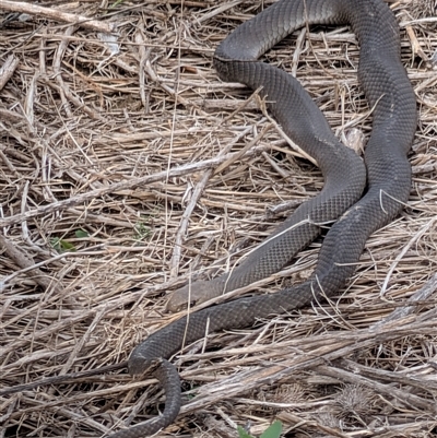 Pseudonaja sp. at Camden, NSW - 1 Dec 2025 by MandyandScott