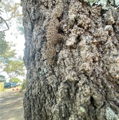 Christinus marmoratus at Heathcote, NSW - 30 Nov 2025 by RuthEaton