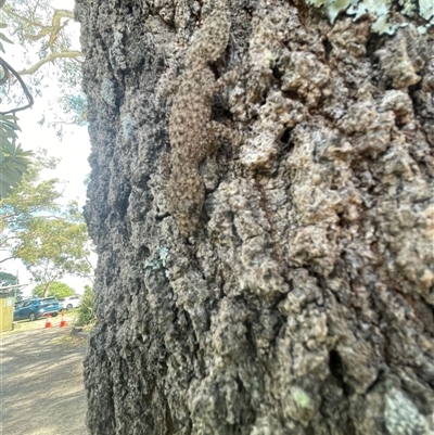 Christinus marmoratus at Heathcote, NSW - 30 Nov 2025 by RuthEaton