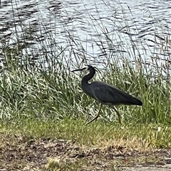 Egretta novaehollandiae at Amaroo, ACT - 1 Dec 2025 by Timberpaddock