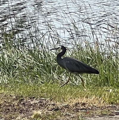 Egretta novaehollandiae at Amaroo, ACT - 1 Dec 2025 by Timberpaddock
