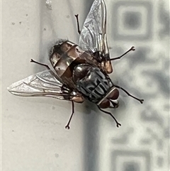 Prodiaphania sp. (genus) (A Tachinid fly) at Gungahlin, ACT - 1 Dec 2025 by Timberpaddock