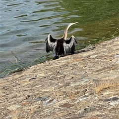 Anhinga novaehollandiae (Australasian Darter) at Amaroo, ACT - 24 Nov 2025 by Timberpaddock