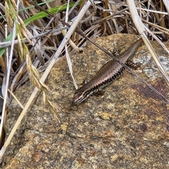 Eulamprus heatwolei (Yellow-bellied Water Skink) at Kingston, ACT - 1 Dec 2025 by Tawny4