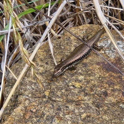 Eulamprus heatwolei (Yellow-bellied Water Skink) at Kingston, ACT - 1 Dec 2025 by Tawny4