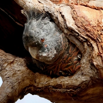 Callocephalon fimbriatum at  - suppressed by LisaH