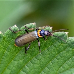 Chauliognathus lugubris (Plague Soldier Beetle) by ChrisSutevski