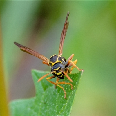 Polistes (Polistes) chinensis (Asian paper wasp) at  - suppressed by ChrisSutevski