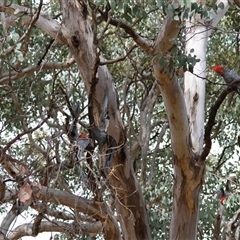 Callocephalon fimbriatum at Deakin, ACT - Yesterday by LisaH