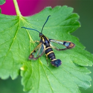 Synanthedon tipuliformis by ChrisSutevski