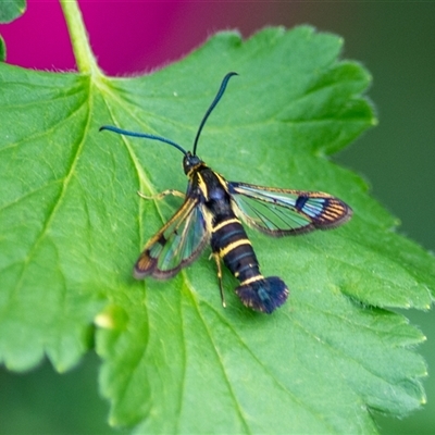Synanthedon tipuliformis (Currant Clear Wing, Currant Borer Moth) at  - suppressed by ChrisSutevski