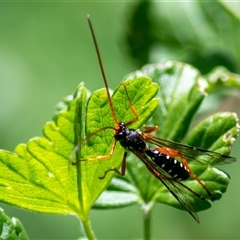 Aulacidae (family) by ChrisSutevski