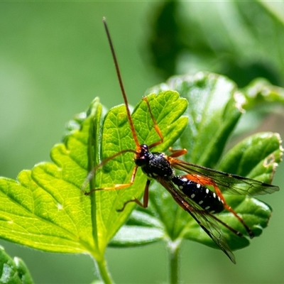 Aulacidae (family) at  - suppressed by ChrisSutevski