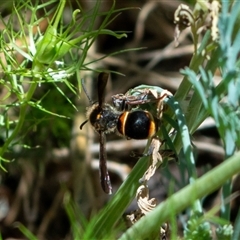 Eumeninae (subfamily) by ChrisSutevski