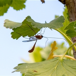 Netelia sp. (genus) by ChrisSutevski