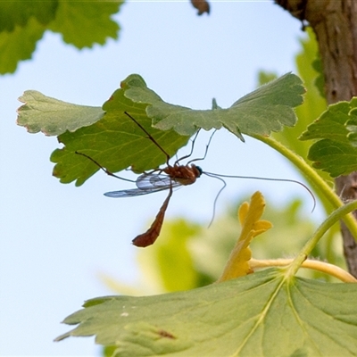 Netelia sp. (genus) at  - suppressed by ChrisSutevski