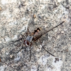 Senostoma sp. (genus) (A parasitoid tachinid fly) by ChrisSutevski