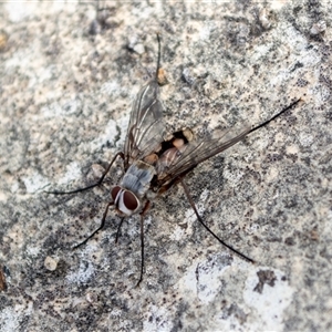 Senostoma sp. (genus) by ChrisSutevski