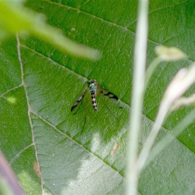 Austrosciapus connexus at  - suppressed by ChrisSutevski