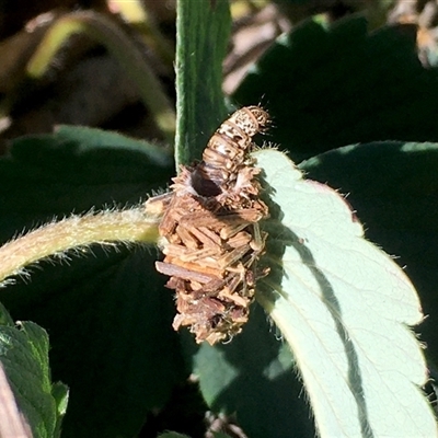 Lomera xanthochrysa (Lateral case moth) at  - suppressed by ChrisSutevski