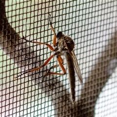 Asiola fasciata by ChrisSutevski