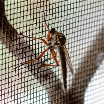 Asiola fasciata at  - suppressed by ChrisSutevski