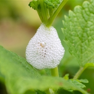 Aphrophorinae (subfamily) (Unidentified spittlebug) by ChrisSutevski