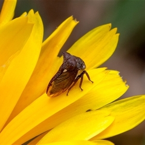 Crito festivus by ChrisSutevski