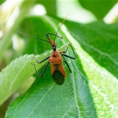 Gminatus australis (Orange assassin bug) by ChrisSutevski