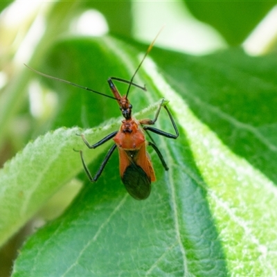 Gminatus australis (Orange assassin bug) at  - suppressed by ChrisSutevski