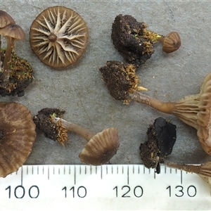 Arrhenia rickenii at O'Connor, ACT - 15 Jul 2025 by Heinol