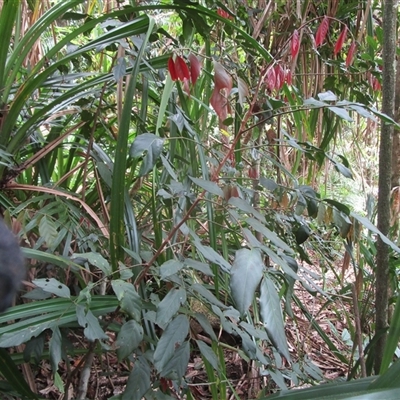 Prasoxylon klanderi at Syndicate, QLD - 27 Jan 2024 by JasonPStewart