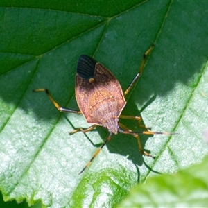 Poecilometis strigatus (Gum Tree Shield Bug) by ChrisSutevski